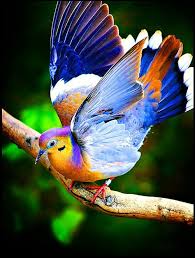 This Would Be Um Some Kind Of Dove Perhaps One That Had An Accident In A Paint Store Shiny Dove Beautiful Birds Colorful Birds Nature Birds