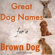 The Ultimate Brown Dog Names Resource For Your Chocolate Pooch