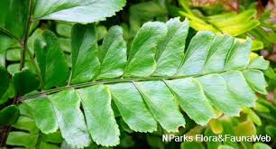 Image result for Didymochlaena