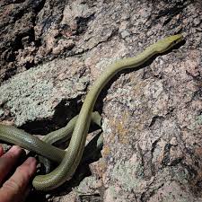 Image result for Triaspis