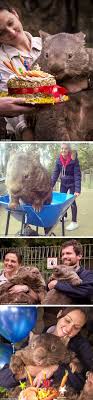 Patrick The World S Oldest Wombat Celebrates His 30th Birthday Cute Animals Weird Animals Animal Antics