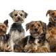 Tail Waggin' Tutors event image