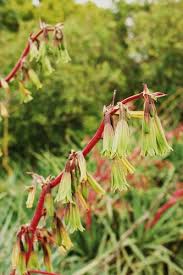 Image result for Beschorneria sp. (Biegel 5357)