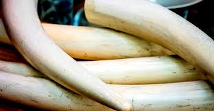 Tusks artist/ producer from london uk live at village underground, released 25 september 2020 1 foreign (live) 13. Why Was Actor Allowed To Get Away With Elephant Tusks Asks Cag Kerala Cag Report Actor Tusks Ivory Artefacts Wildlife Captive Elephants Kerala News Onmanorama