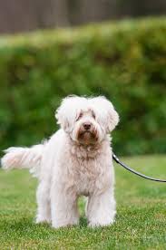 Waltzing matilda's jentle jeremy estimated mature size: Our Girls Hunterberry Hill Labradoodles