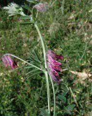 Image result for Kotschya stolonifera