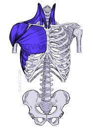 Anatomy study anatomy art anatomy reference foot anatomy anatomy books for artists female torso cross section drawing for beginners shape and form. How To Draw The Torso Easier An Illustrated Guide Gvaat S Workshop