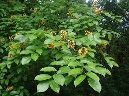 Image result for Pterocarpus rotundifolius
