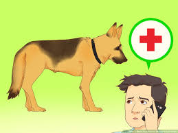 Another common question new puppy owners often ask is, how long should i feed my german shepherd puppy food? 3 Ways To Make Your German Shepherd Gain Weight Wikihow Pet