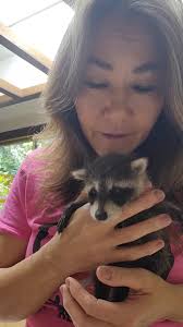 Welcome our newest intake: baby raccoon OBT