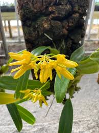 Image result for Bulbophyllum vulcanicum