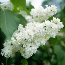 Die meisten der erwähnten blumen haben jedoch einige verwandte, werden in mehreren arten und in vielen sorten angeboten, die in blütenfarbe, wuchshöhe zeit der blüte: Die Schonsten Weissen Blumen Fur Ihren Garten Blumenbeet Gestalten Kleine Weisse Bluten Weisser Flieder
