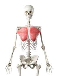 Homepage 3d modeled by physicians and anatomy experts. Human Skeleton Model With Detailed Pectoralis Major Muscle Digital Illustration Anatomical 3d Rendering Stock Photo 311549268
