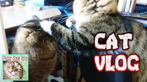 kot vlogi koshki igrayut koshki lyubyat detej laskovyj kot cats cat playing cat love
