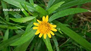 Image result for Pascalia glauca