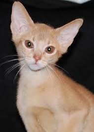 Breeders should provide written health guarantees and be willing to provide proof of test results for pra in the parents of kittens. Fawn Pedigree Abyssinian Female Kitten Available For Sale In Racine Wisconsin Classified Americanlisted Com