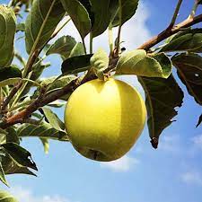 Plants Buy Plants Online Pakistan Online Nursery
