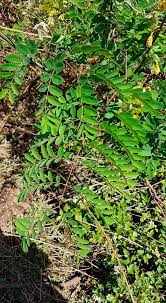 Image result for Caesalpinia decapetala
