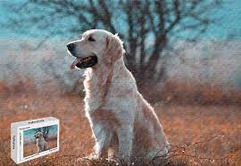 Check spelling or type a new query. Amazon Com 500 Piece Jigsaw Puzzle Animal Golden Retriever Wooden Puzzle 20 6 X 15 1 Inch Toys Games