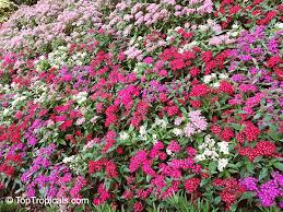 Image result for Pentas lanceolata