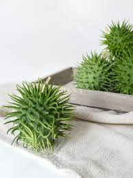 Image result for Cucumis hirsutus