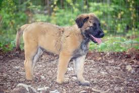 The estrela mountain dog is a breed of companionship. Misty Mountain Estrelas