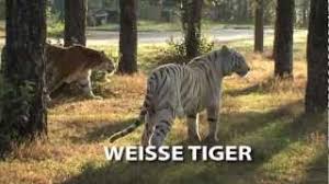 Einen zoo safaripark stukenbrock 2 für 1 gutschein gibt es hingegen so gut wie überhaupt nie. Die Geschichte Des Safariland Stukenbrock Safariland Stukenbrock Nrw Parks De