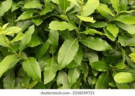 Image result for Lauraceae