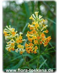 Image result for Freylinia