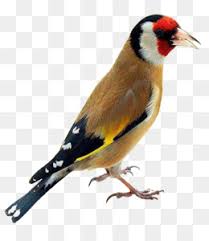Itu tadi, beberapa jenis lovebird tercantik lengkap dengan gambarnya. Umum Chaffinch Unduh Gratis Sketsa Ilustrasi Vertebrata Menggambar Grafis Umum Chaffinch Gambar Png
