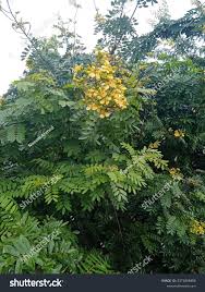 Image result for Senna siamea