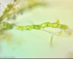 Image result for Bulbostylis microelegans