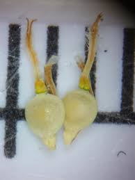 Image result for Bulbostylis schoenoides