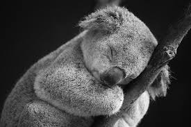 Koala adalah mamalia kecil yang ditemukan di berbagai jenis hutan di wilayah australia tenggara uniknya hewan ini terkenal hanya makan daun pohon eucalyptus. Dasar Koala Doodles