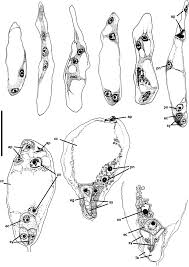 Image result for Rutidea fuscescens