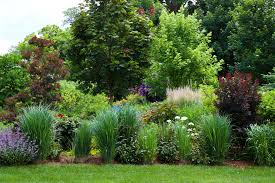 Image result for Panicum parvifolium