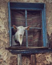 My Name Is Billy Fancy A Cuppa Animals Beautiful Pet Birds Funny Animals