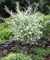 Snow fountain weeping cherry is strictly ornamental in that it. Midwest Gardening Trees Index