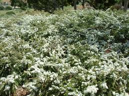 Image result for Cotoneaster microphyllus