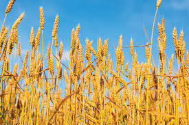 It possesses remarkable heat tolerance and is perfect for read also: Wheat Imports Rising In Nigeria 2018 12 19 World Grain