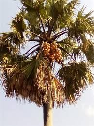 Image result for Borassus aethiopum