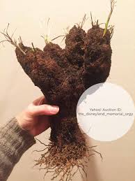 Image result for Xerophyta trichophylla