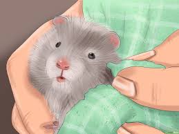 Check spelling or type a new query. Cara Menyiapkan Kandang Hamster 15 Langkah Dengan Gambar
