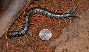 Black And Yellow Centipede Philippines Malaysian Jewel Centipede Scolopendra Ssp Cool Tattoos Centipede Invertebrates