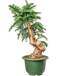 Image result for Araucaria cunninghamii