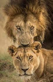 Bellos In 2020 Lion Photography Lion Love Animals Beautiful