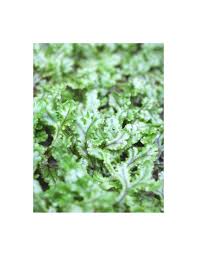 Image result for Hymenophyllum splendidum