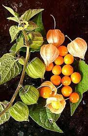 Image result for Physalis pubescens