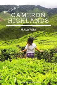 Cameron Highlands Fields Of Teas And Strawberries Cameron Highlands Asia Travel Malaysia Travel