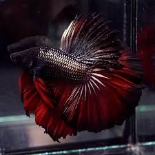 Betta Fish Betta Fish Ideas Bettafish Fishbetta Live Betta Fish Black Copper Red Rosetail Hm Male 721 35 00 End Date Monday Betta Fish Betta Fish